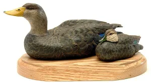 American Black Ducks on a Base