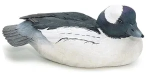 Bufflehead Duck with Lowered Head
