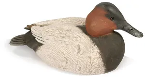 Canvasback Drake