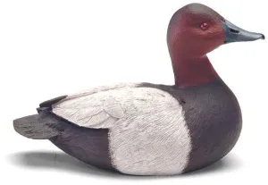 Canvasback Duck