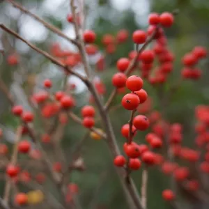 Dwarf Winterberry (Female) - Ilex verticillata ‘Kolmwint’ Magical®️ Winter Jewel