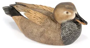 Gadwall