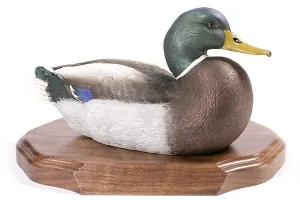 Mallard Drake with Lowered Head on a Base