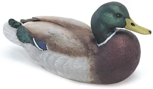 Mallard Drake with Lowered Head