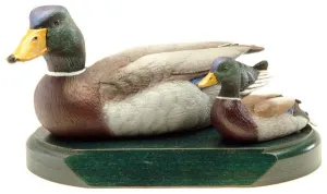 Mallard Drakes