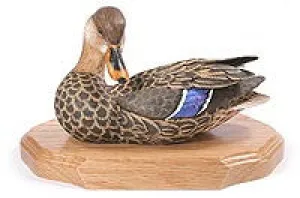 Mallard with Tilted Head on a Base