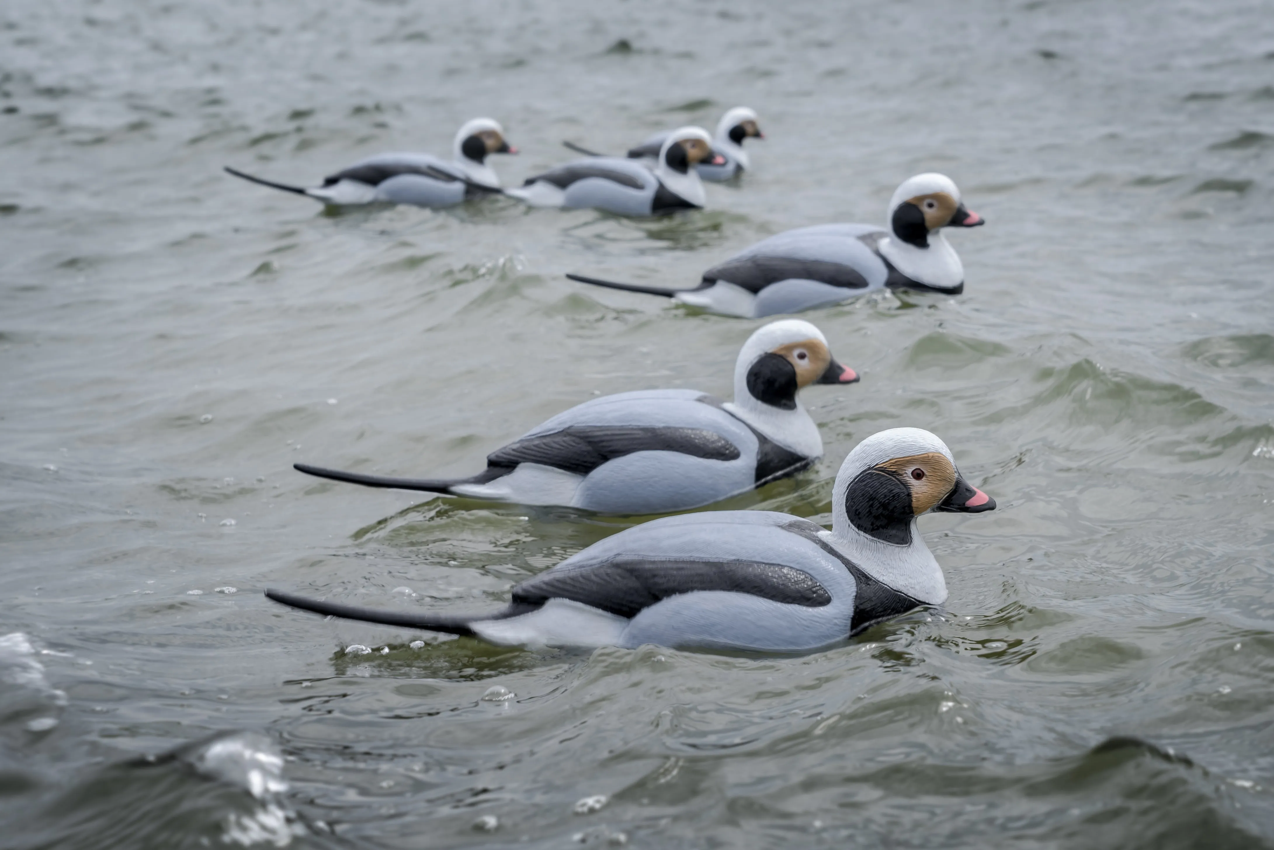 Migration Edition Longtail