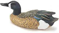 Straight Head Blue-winged Teal